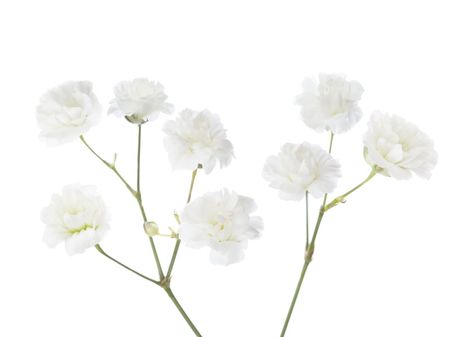 Baby's Breath Cuttings