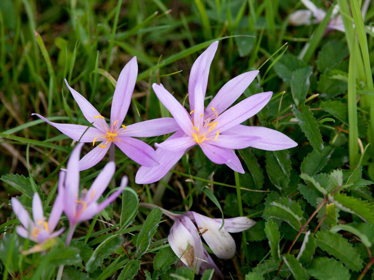 Purple Flowers Growing in Green Grass