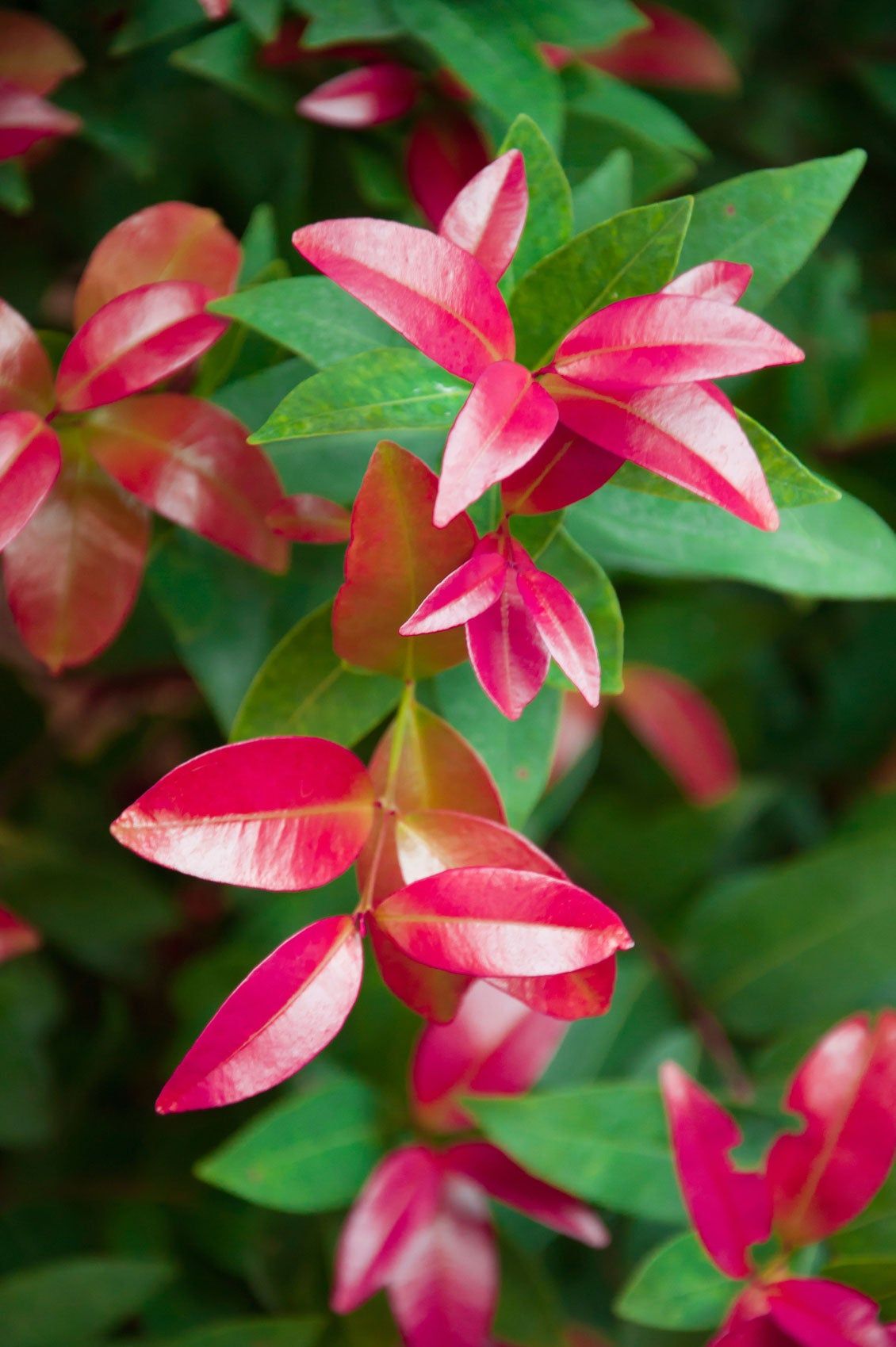 Red Tip Photinia Shrub