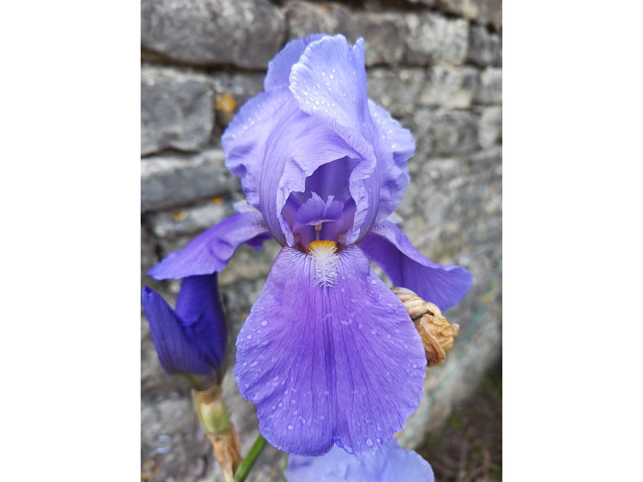 The closeup of an iris, showing hair-like filaments in its interior.