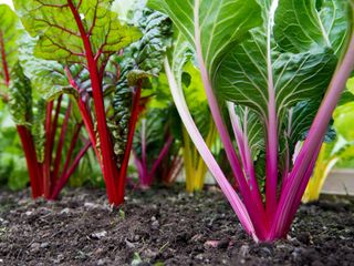 Brightly colored swiss chard plants