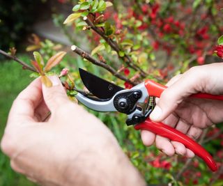 A gardener pruning a shrub in spring with pruning shears