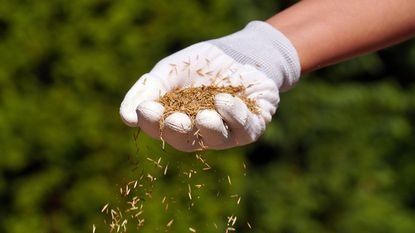 sowing grass seed by hand