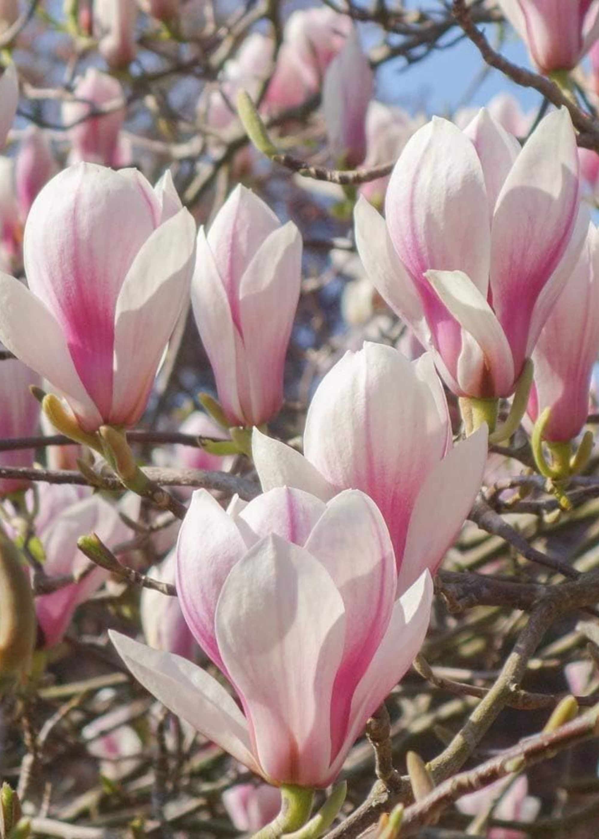 A close-up of a pink magnolia tree