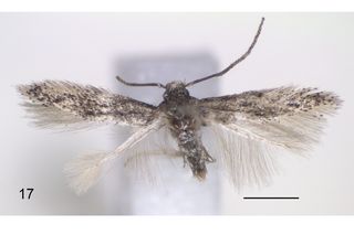 moth species