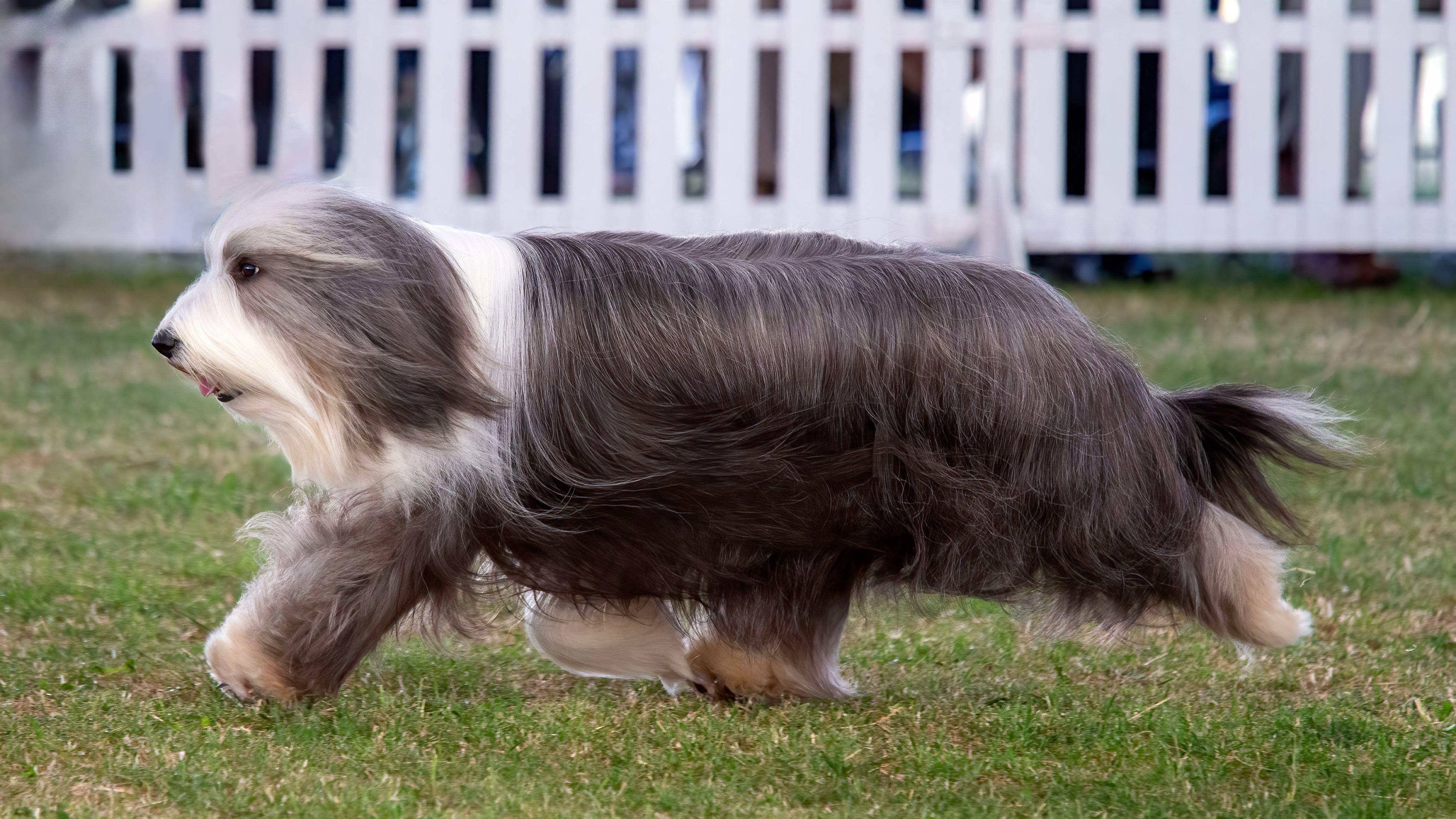 A brown-and-white bearded collie with a long, flowing coat runs across the grass.