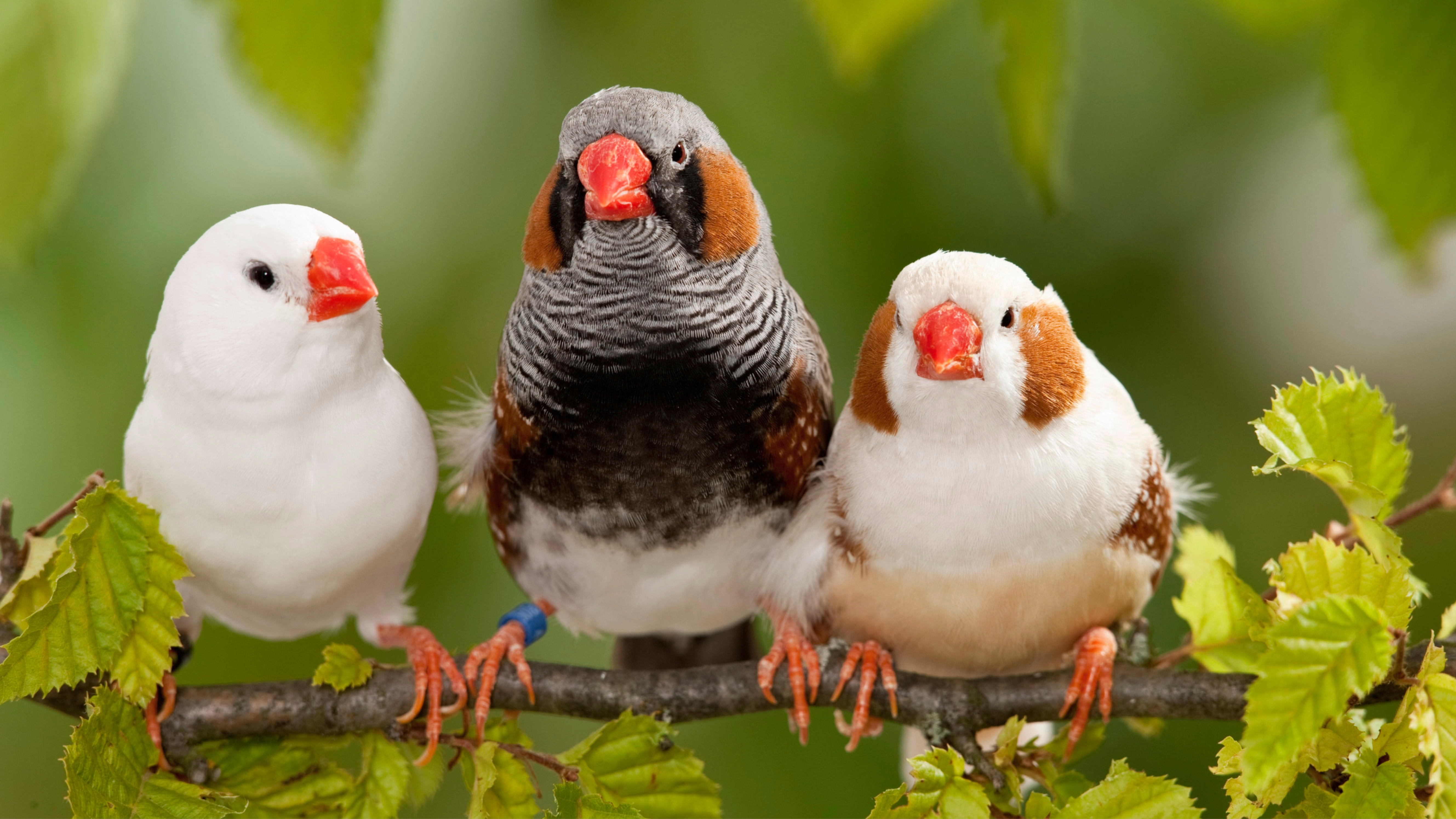 Three finches
