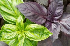 Green And Purple Basil Plant Leaves