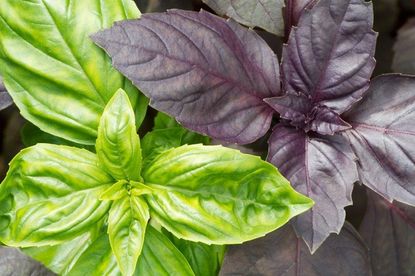 Green And Purple Basil Plant Leaves