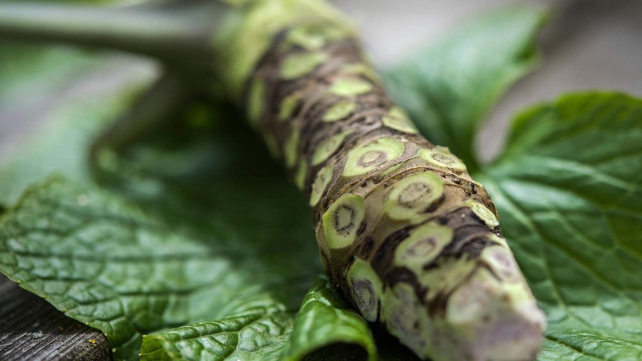 Fresh harvested and washed wasabi root