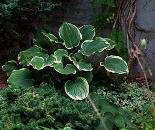 variegated victory hosta