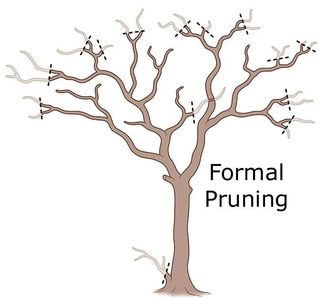 Illustration of formal pruning of a crepe myrtle