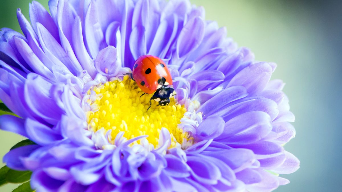 DIY a Bug Hotel to Give Beneficial Garden Insects a Home Before Temperatures Drop