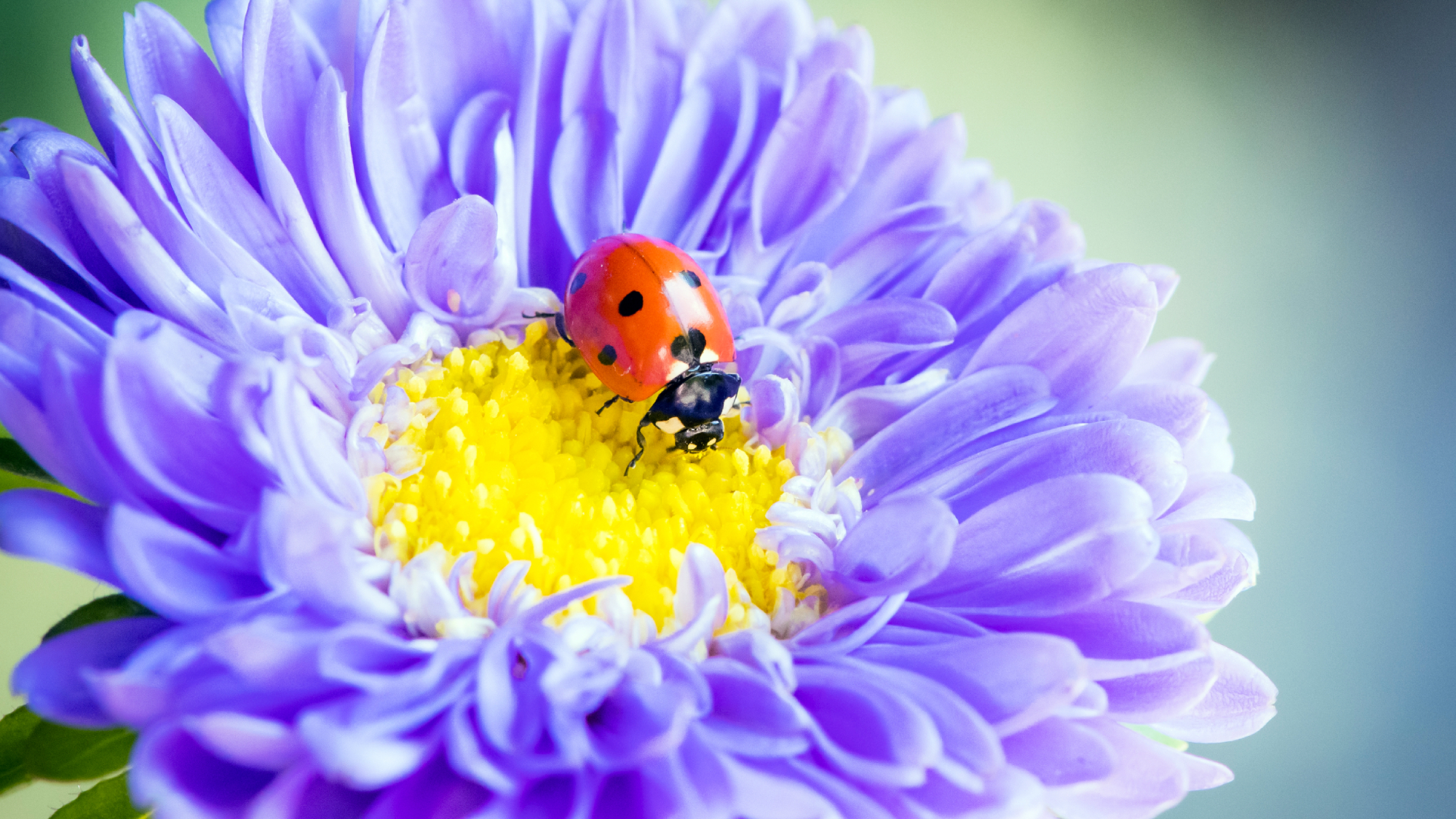A macro shot of a ladybug on a purple aster flower in fall