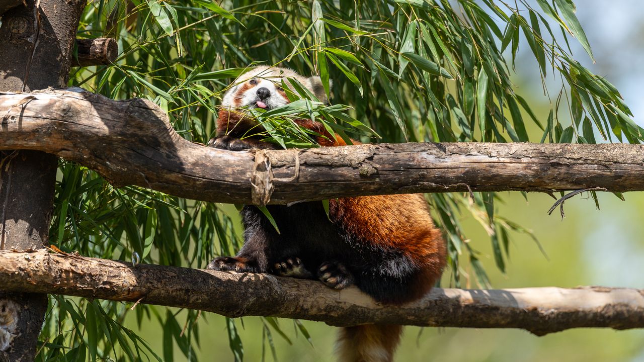 red panda in a tree