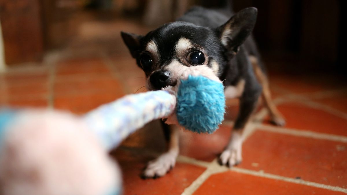 Dog tugging on a rope toy