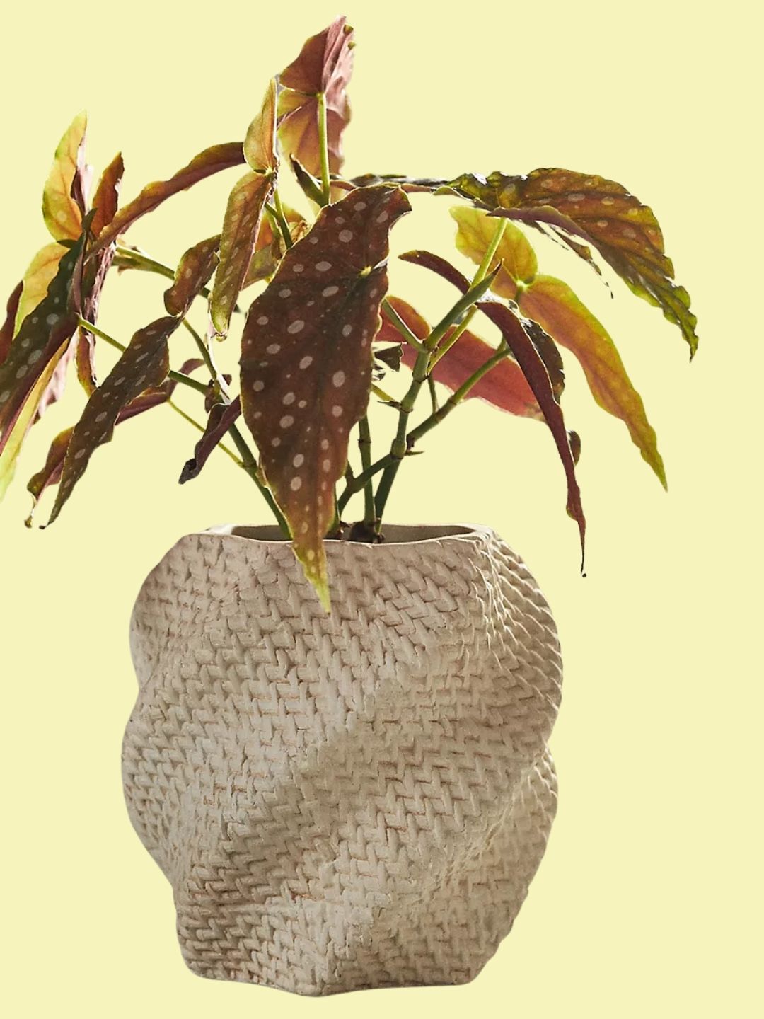 Anthropologie, Lennon Textured Planter