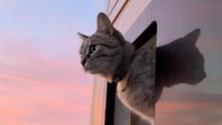 Friend hanging out of van window