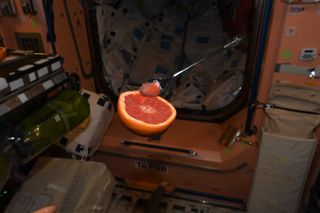 a grapefruit floats in a spacecraft.