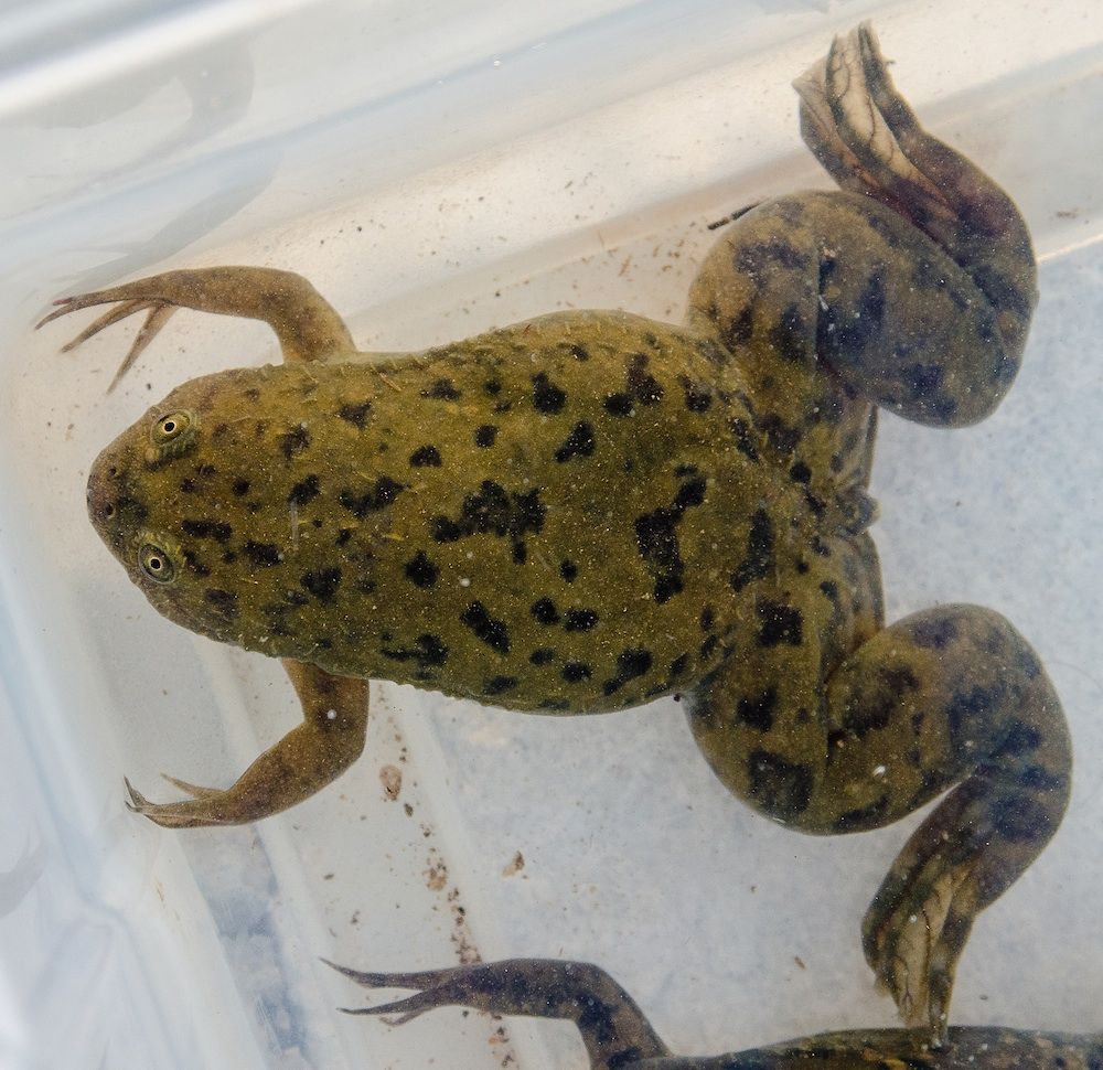 African clawed frog