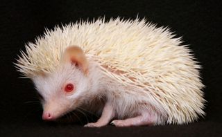 albino Hedgehog