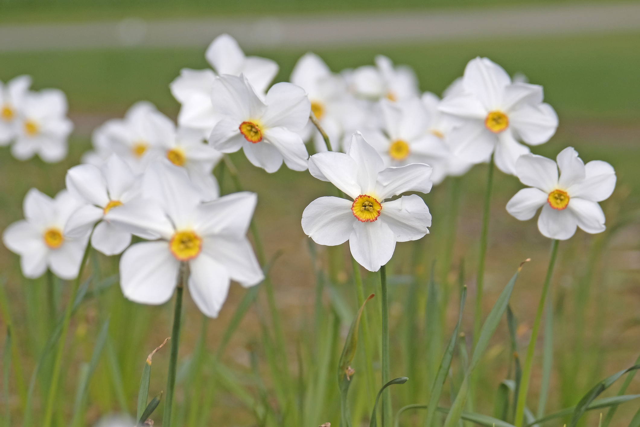 White Narcissus poeticus, know as poet's narcissi or pheasant's eye daffodil