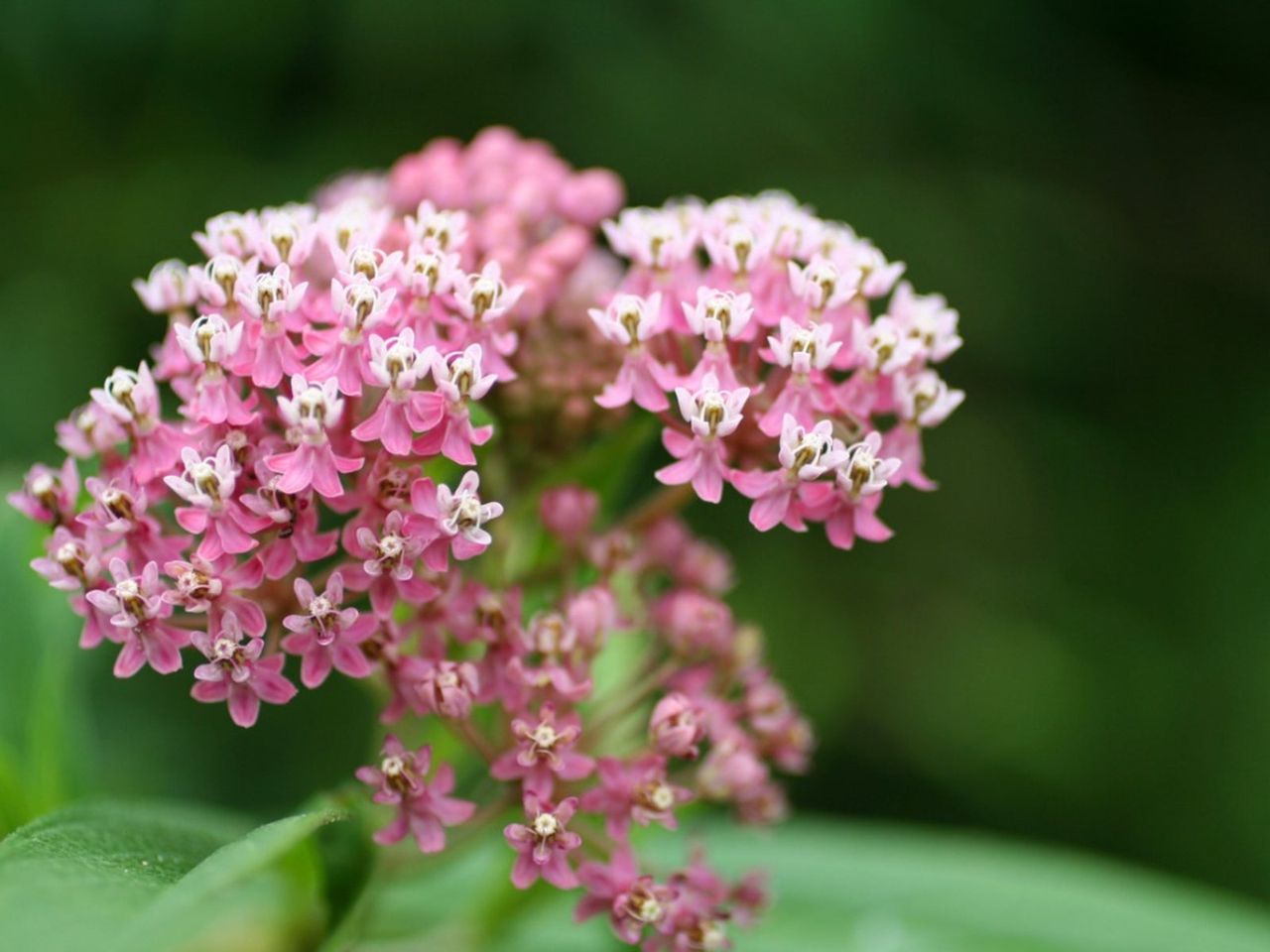 Pink-White Colored Full Sun Flowers