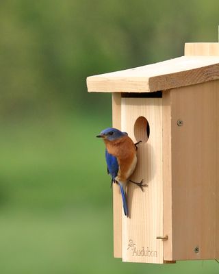 bird house with bird