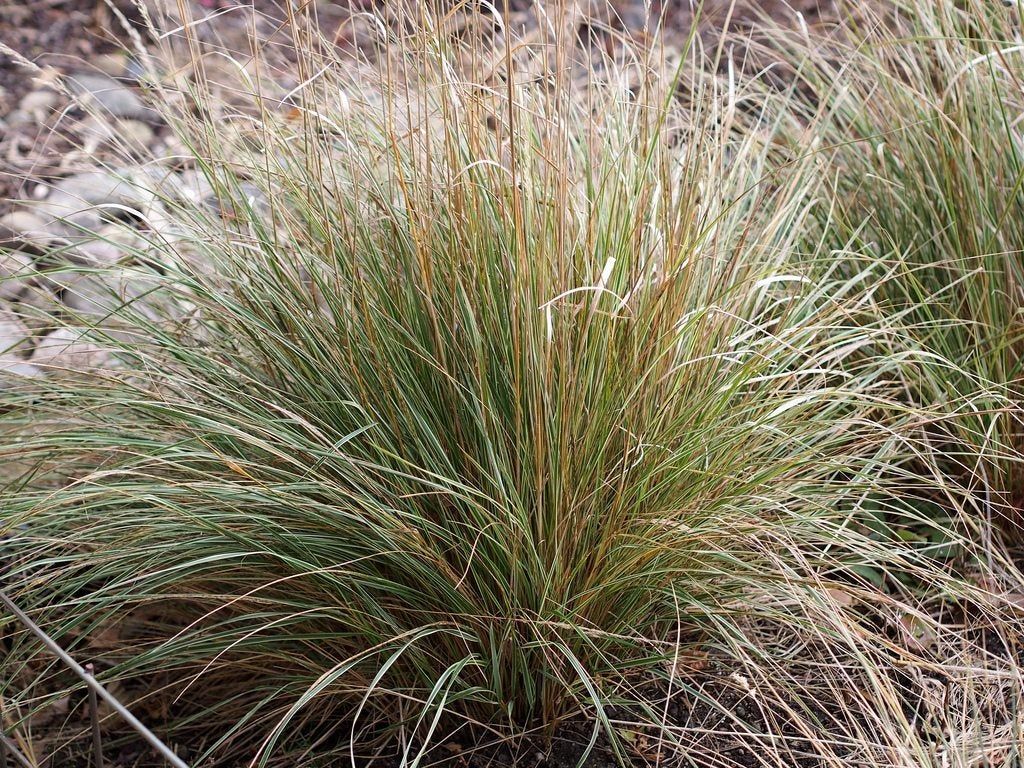 Overdam Feather Reed Grass