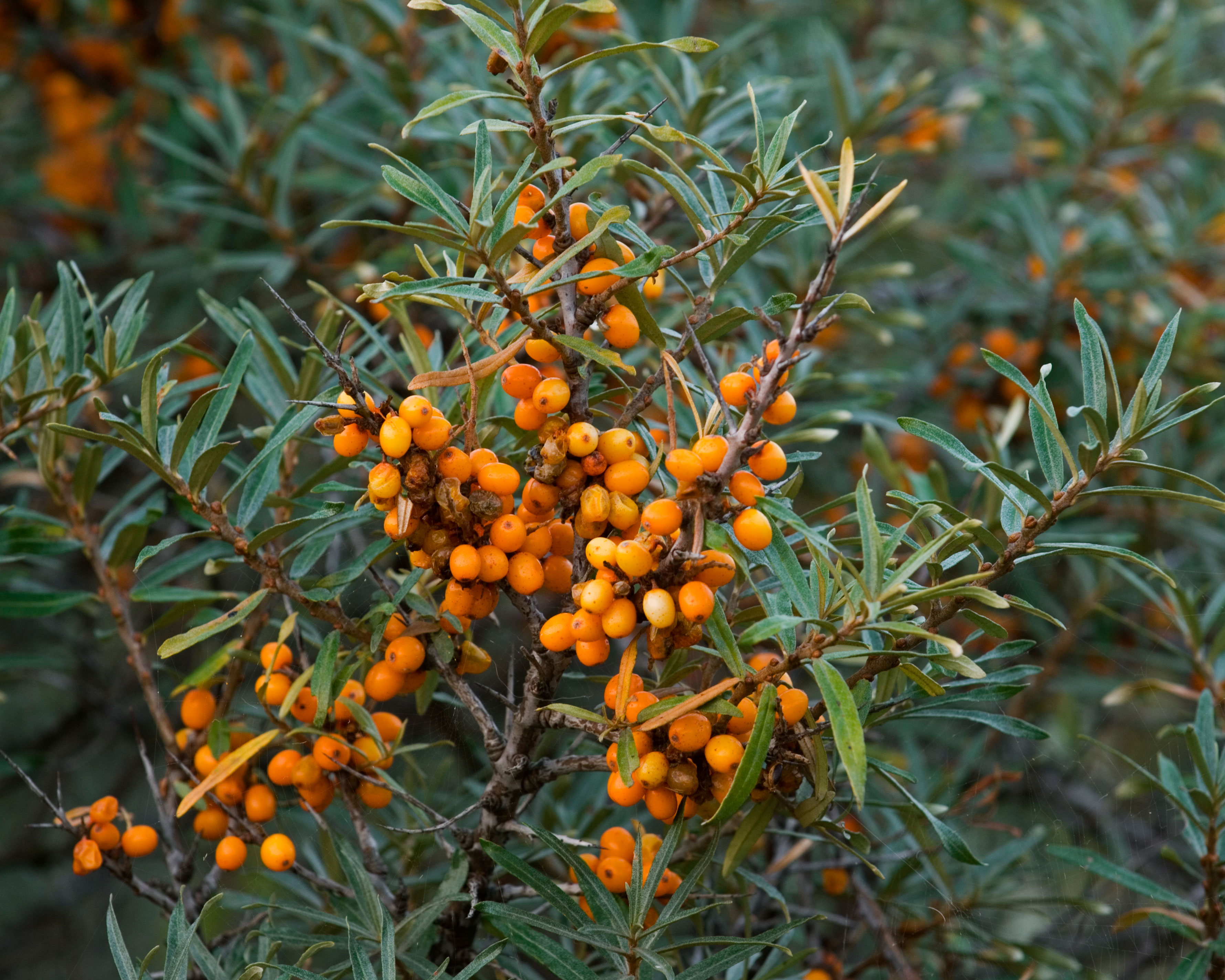 sea buckthorn with orange berries