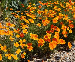 Fiery single flowers of California poppies