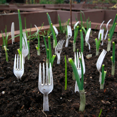 Plastic forks in a raised bed to protect new shoots.