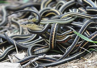 This female garter snake is entwined in a "mating ball," being sought by numerous other male snakes.