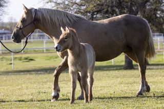 A foal pictured with his domestic horse mother in a field.
