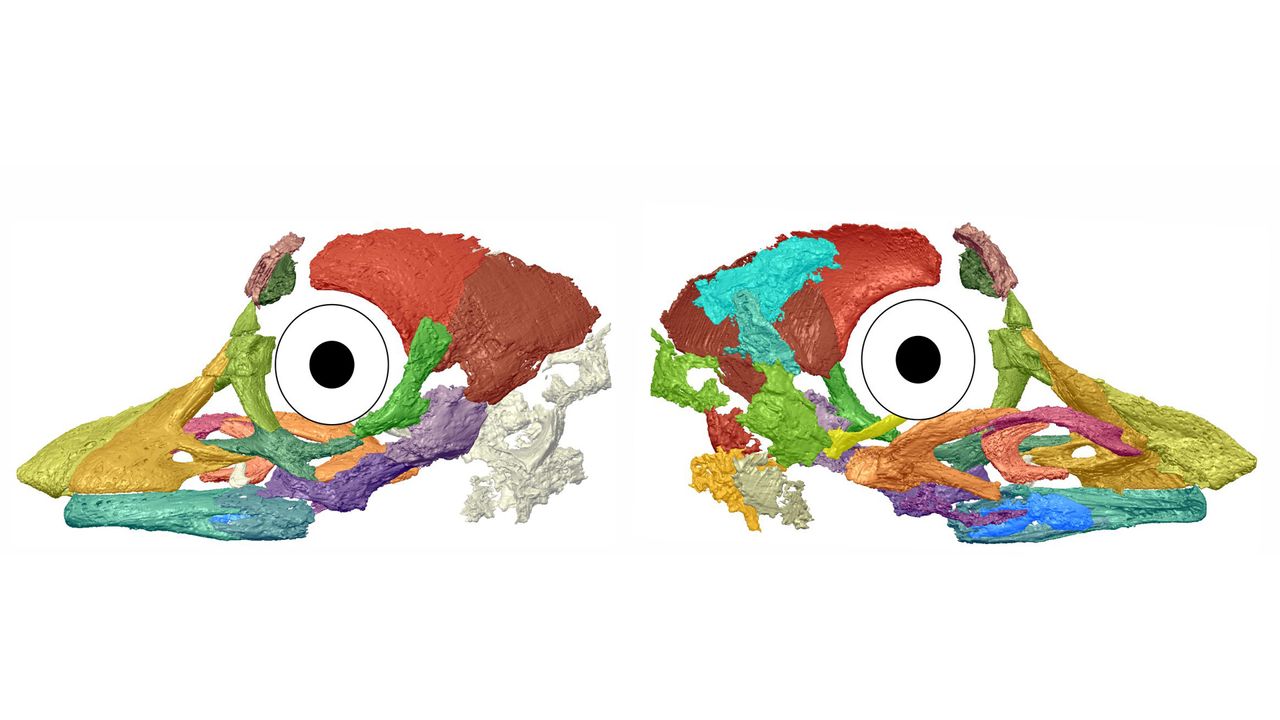The digitally recreated titanosaur skull, googly eyes and all.