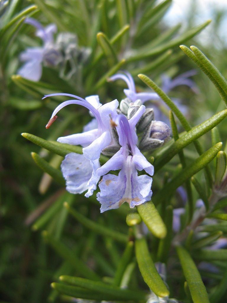 Tuscan Blue