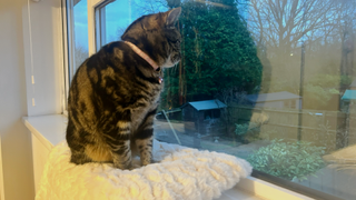 Nala sitting on one of the best cat beds positioned on the window ledge