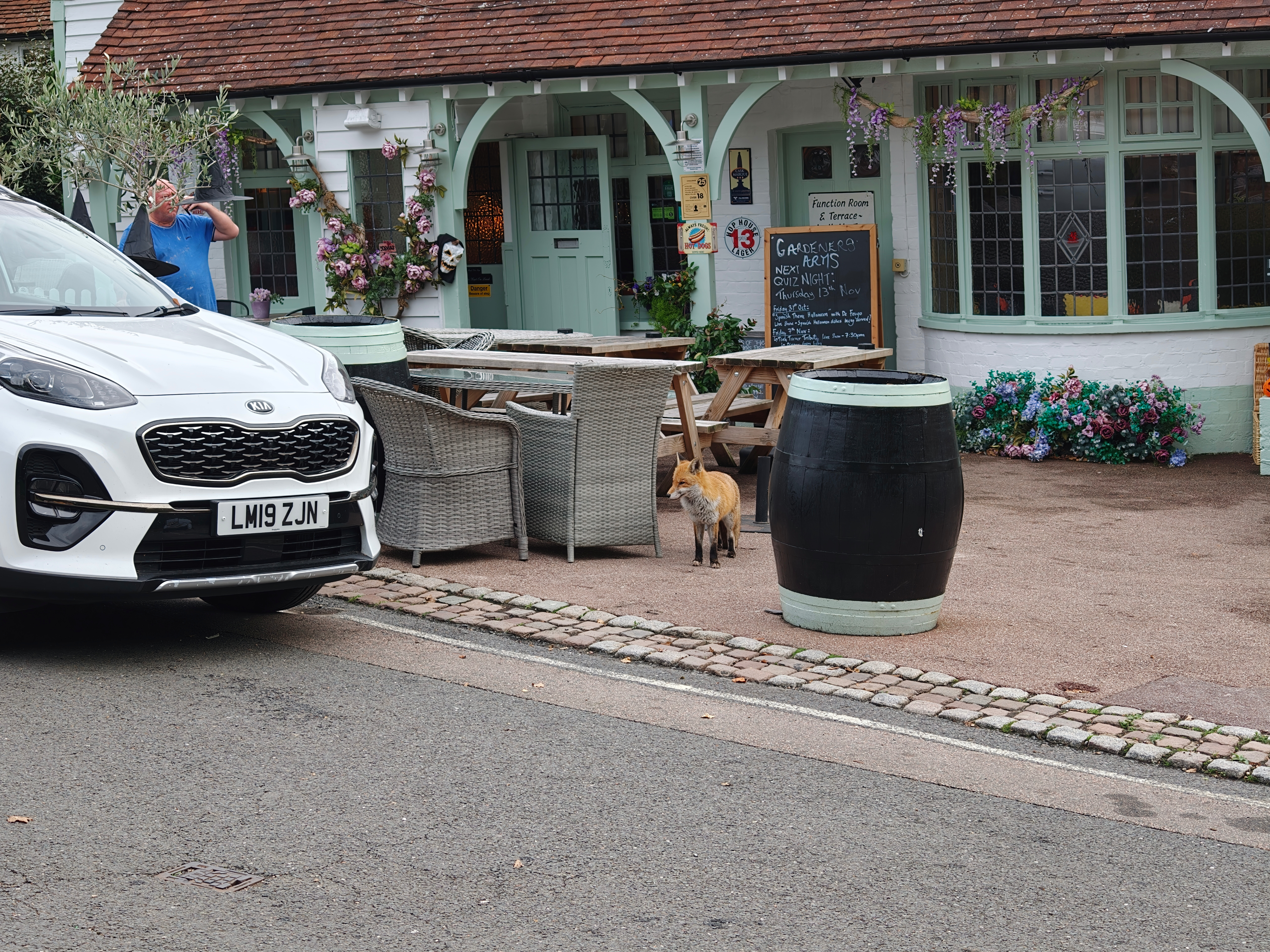 A fox in a pub courtyard