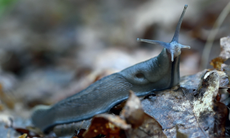 A blue-grey limax cinereoniger in France.