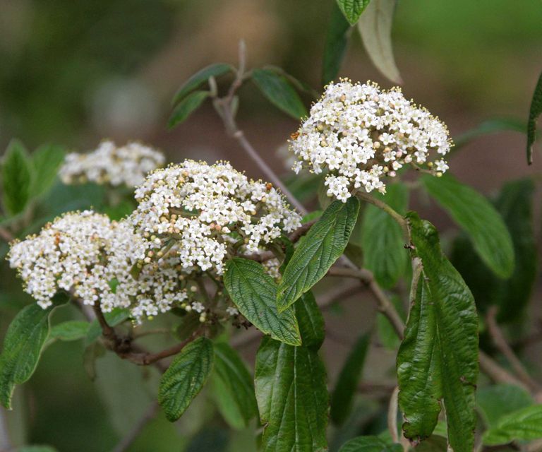 Expert tips for when to prune viburnum Homes & Gardens