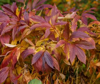 peony plants in fall showing autumnal color