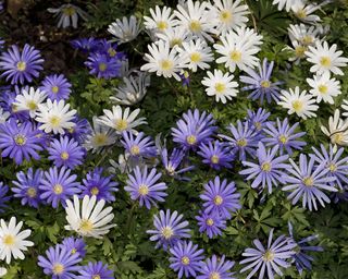Blue and white windflowers Anemone blanda open in sun in spring