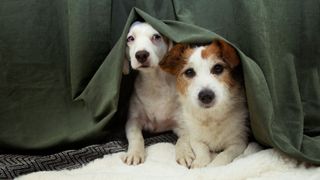 Two dogs sitting under blanket