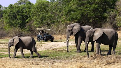 Elephant, Elephants and Mammoths, Indian elephant, Wildlife, African elephant, Terrestrial animal, Sky, Wilderness, Water, Tusk, 