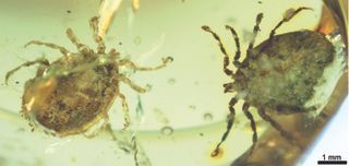 Two adult male Deinocroton draculi ticks were preserved together.