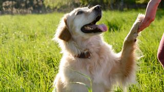 Dog shaking owners hand