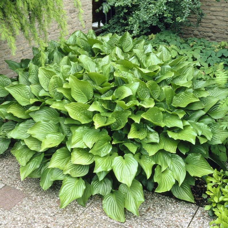 Hosta 'royal Standard'