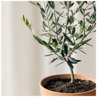 A Mediterranean olive tree from Amazon