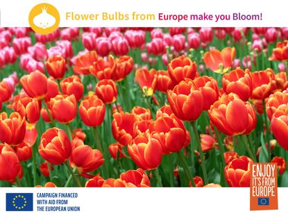 Many red orange and pink tulips blooming. There are three logos for flowerbulbs.com