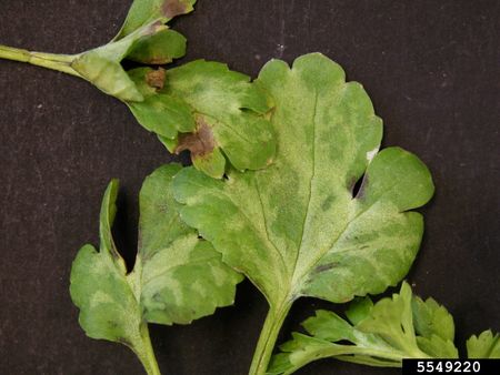 Discolored Pansy Leaves